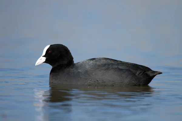 Euraziatische of gemeenschappelijke knobbelmeerkoet, fulicula atra — Stockfoto