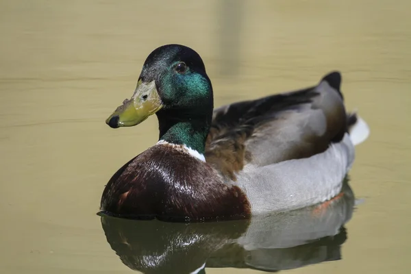 マガモの雄や鴨、anas platyrhynchos、肖像画 — ストック写真