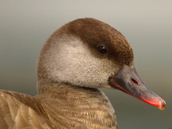 Pato fêmea de crista vermelha, netta rufina — Fotografia de Stock