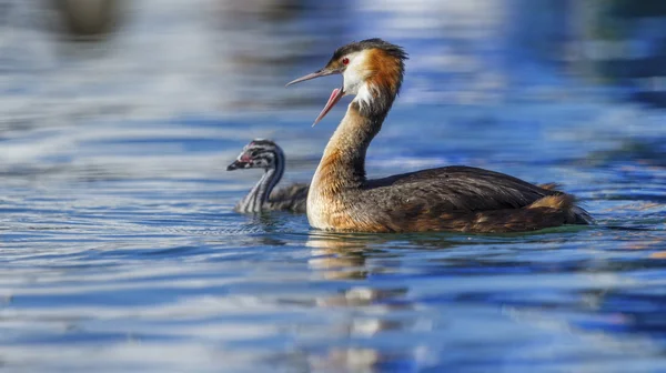 Grebe Crested, podiceps cristatus, anatra e bambino — Foto Stock