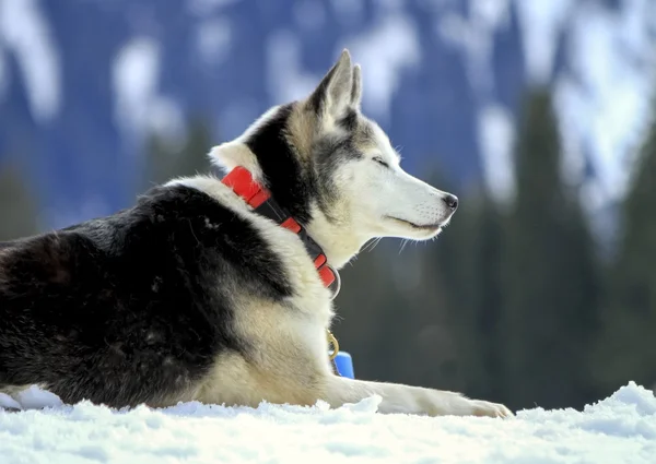 Porträt eines sibirischen Huskys — Stockfoto