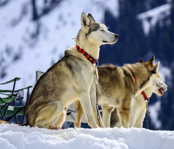 Siberische husky honden portret — Stockfoto