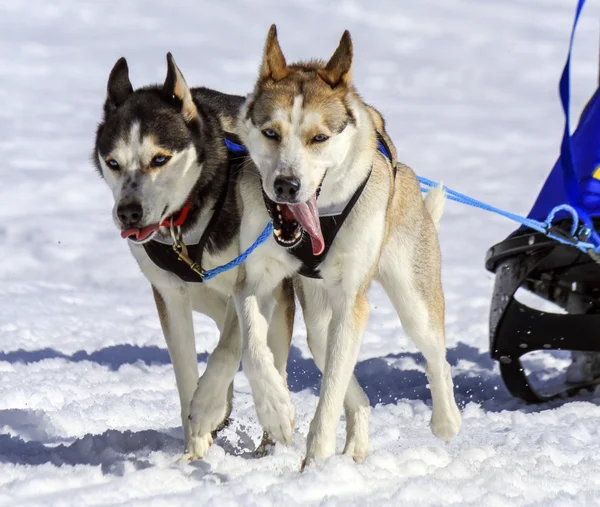 Husky kızak köpeği ekibi iş başında — Stok fotoğraf