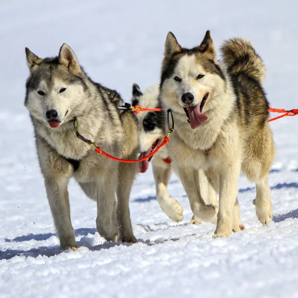 Husky kızak köpeği ekibi iş başında — Stok fotoğraf