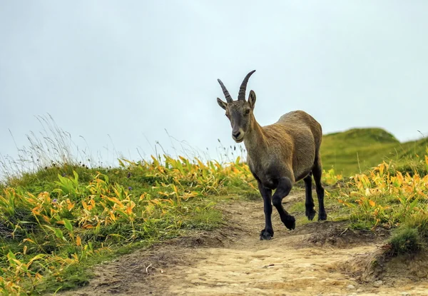Female wild alpine, capra ibex, or steinbock — Stock Photo, Image