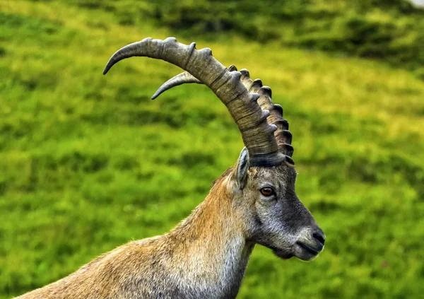 Macho salvaje alpino, capra ibex, o steinbock — Foto de Stock