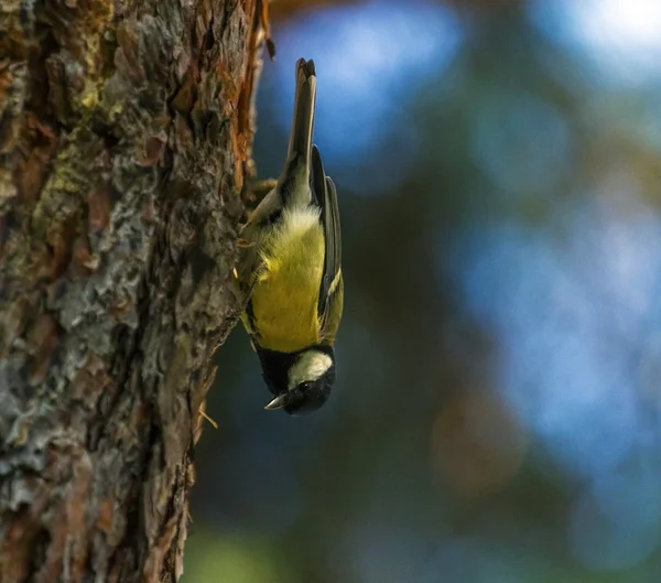 Büyük baştankara parus major — Stok fotoğraf