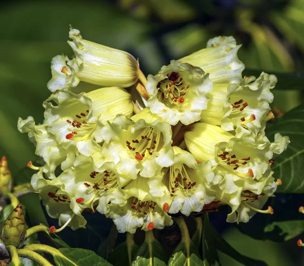 Rhododendron macabeanum blommor — Stockfoto