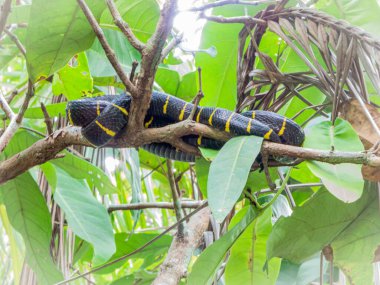 Mangrov yılanı, Boiga dendrophila, ağaçta uyuyor.