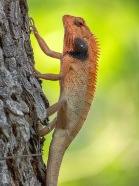 Oryantal bahçe ya da değiştirilebilir ya da Kan emici kertenkele, Calotes bir ağaçtaki versicolor