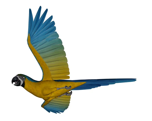 Ara blu e gialla, pappagallo, volo - rendering 3D — Foto Stock