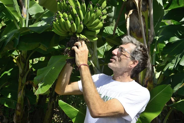 Фермер перед банановою плантацією — стокове фото