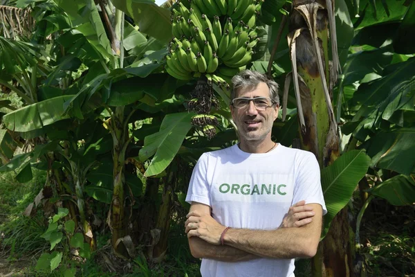 Fermier devant une plantation de bananes — Photo