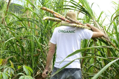 Farmer carrying sugar cane clipart
