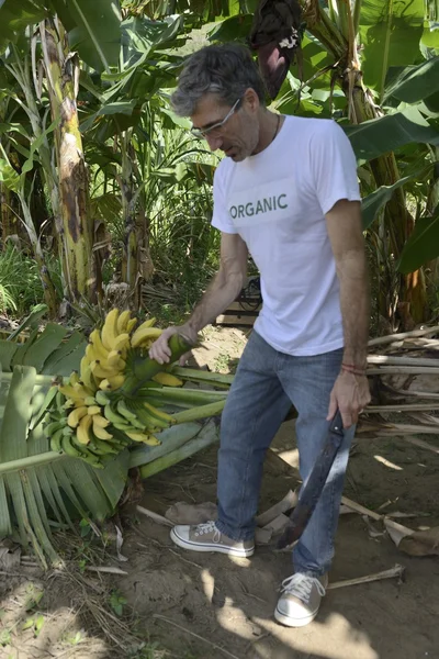 Farmer with wheelbarrow transporting bananas — Stock Photo, Image