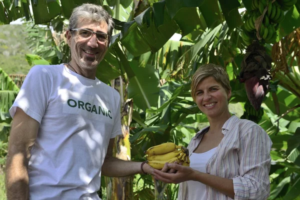 Et par bønder som besøker bananplantasjen – stockfoto