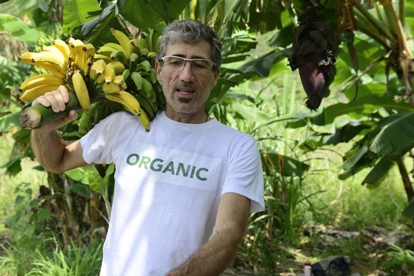 Фермер с бананами — стоковое фото