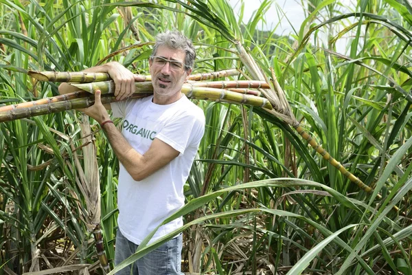 Agricoltore che trasporta canna da zucchero — Foto Stock