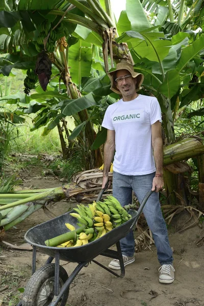 Фермер с тачкой перевозит бананы — стоковое фото