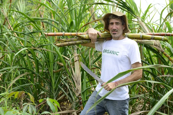 Agricultor que lleva caña de azúcar — Foto de Stock