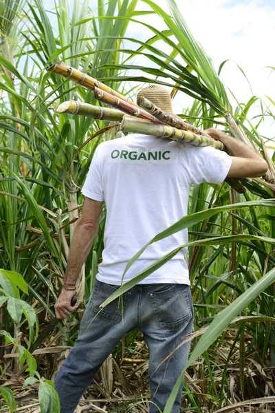 Agriculteur portant la canne à sucre — Photo