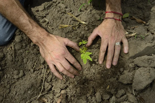 Male hands planting small sprout — Stock Photo, Image