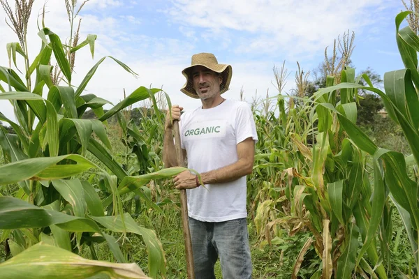 Eco αγρότης στην φυτεία καλαμπόκι — Φωτογραφία Αρχείου