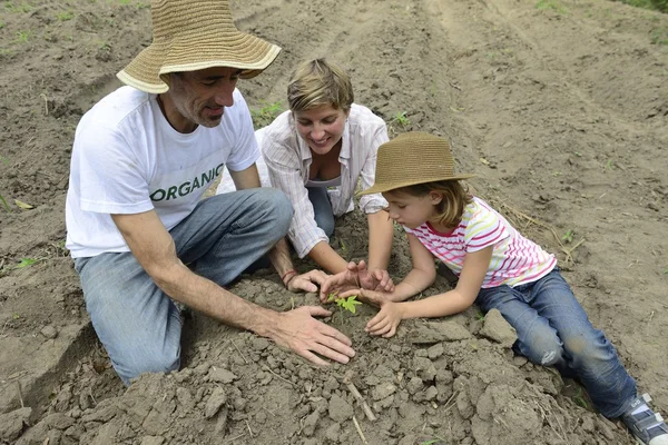 Família de agricultores plantando mudas — Fotografia de Stock