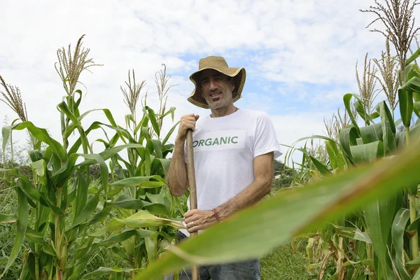 Éco-agriculteur dans la plantation de maïs — Photo