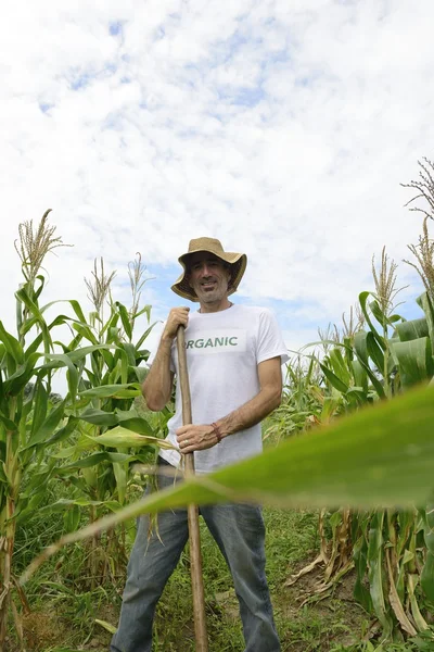 Eco agricultor en plantación de maíz — Foto de Stock
