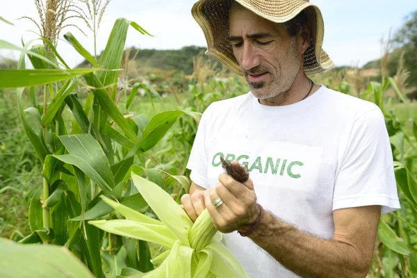 Un eco agricultor en plantación de maíz — Foto de Stock