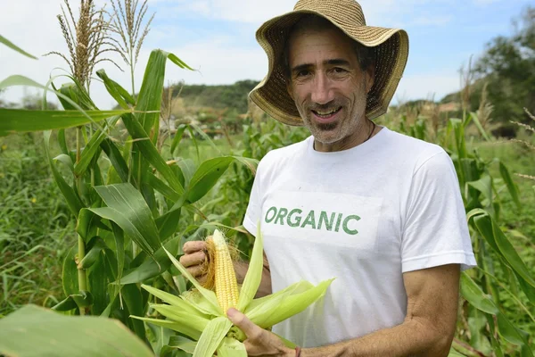 Um eco agricultor em plantação de milho — Fotografia de Stock