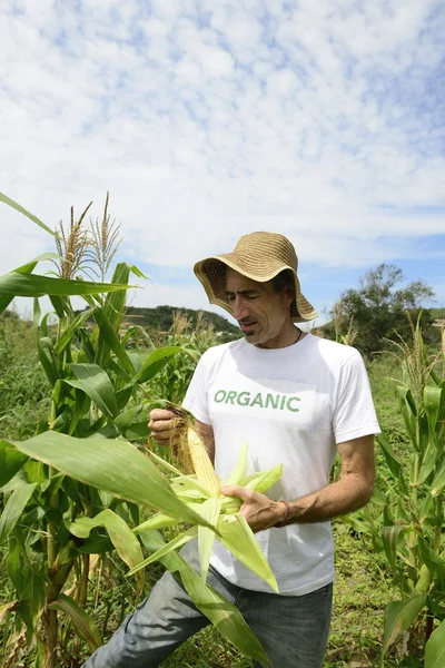 An eco farmer in corn plantation — Stock Photo, Image