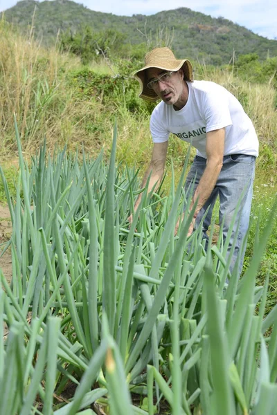Фермер збирає зелену цибулю — стокове фото
