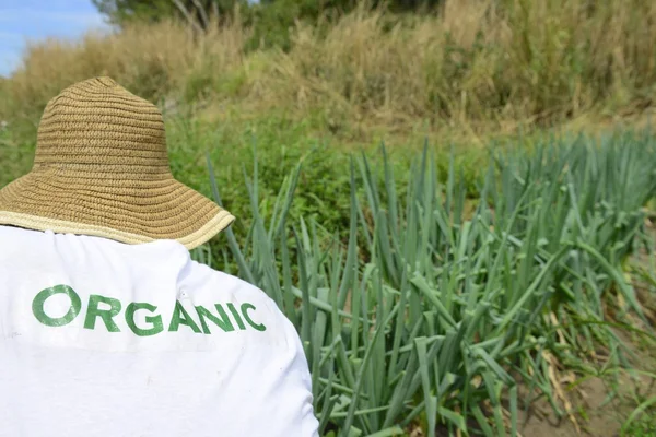 Fermier recoltarea ceapa verde — Fotografie, imagine de stoc