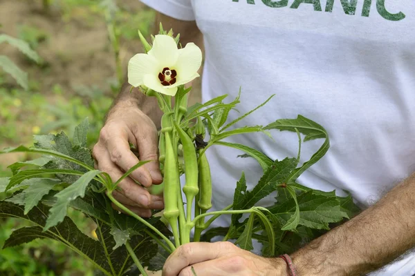 Agriculteur biologique dans la plantation okra — Photo