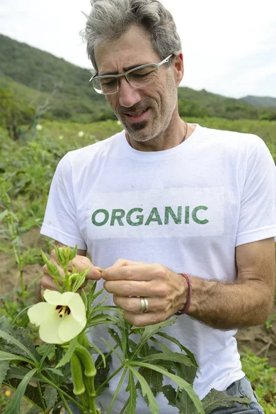 Agricultor orgânico em plantação de quiabo — Fotografia de Stock