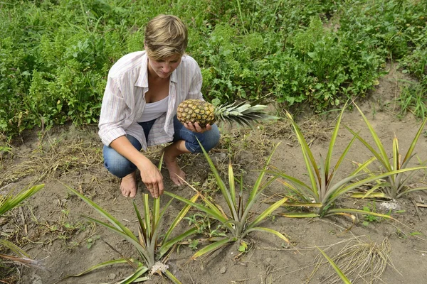 Agriculteur dans la plantation d'ananas — Photo