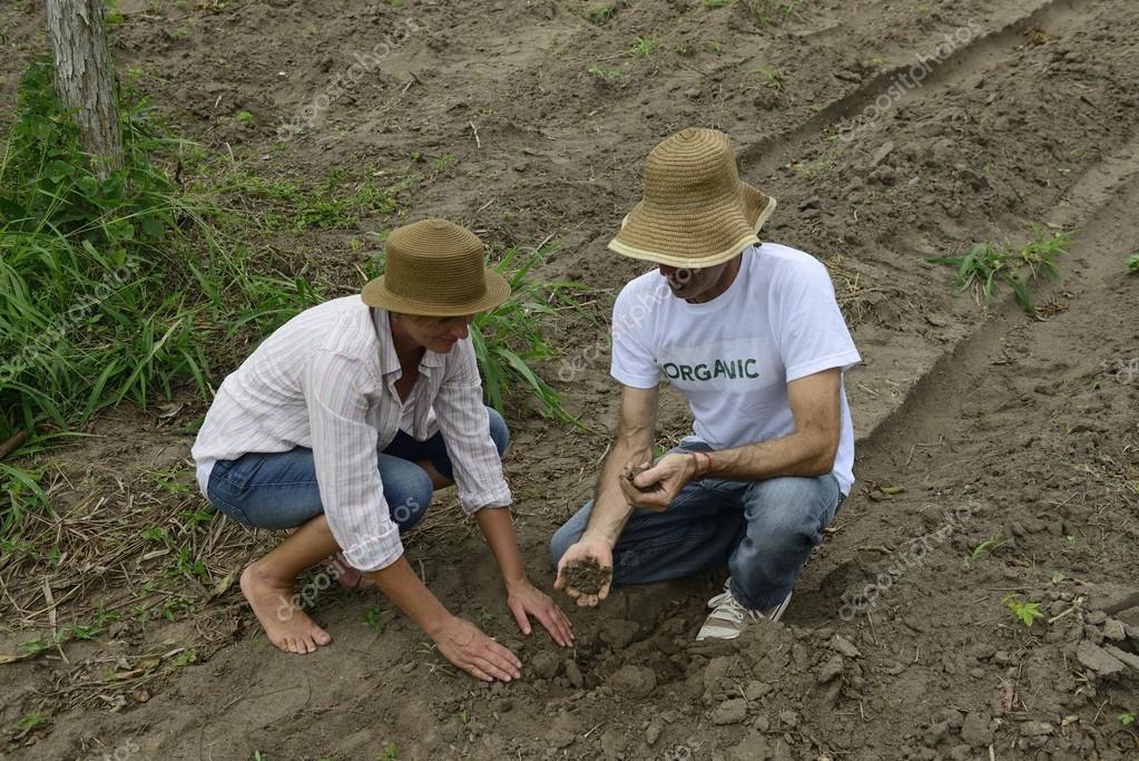 How To Plant, Grow, And Harvest Garlic