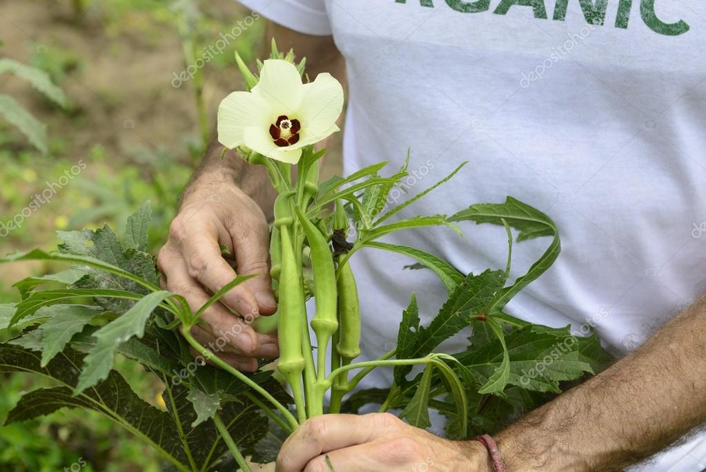 mangostock