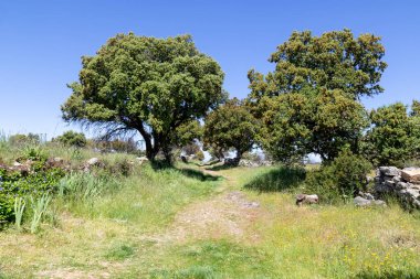 Via de la Plata, the Way of St. James, in Villar de Farfon, Zamora province, Castile and Leon, Spain.