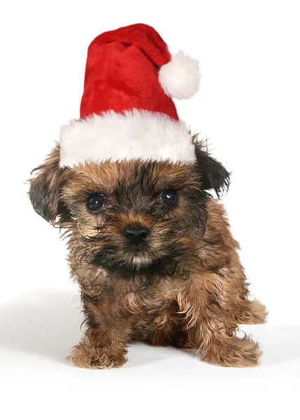 Perro cachorro con expresión linda y sombrero de Santa — Foto de Stock