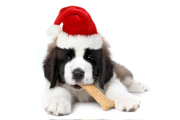 Saint Bernard pentu yllään Santa Hat — kuvapankkivalokuva