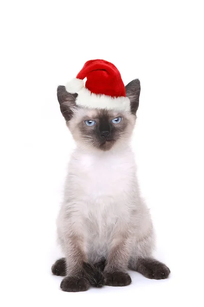 Siamese Kitten on White With Santa Hat — Stock Photo, Image