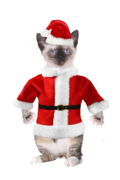 Siamese Cat Wearing a Santa Claus Suit — Stock Photo, Image