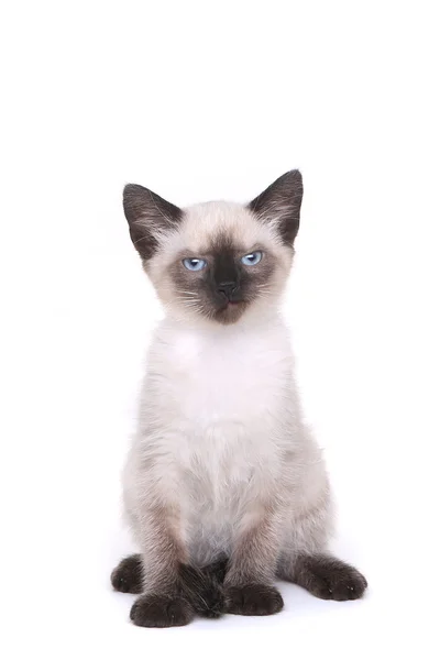 Siamese Kitten on White Looking Mad — Stock Photo, Image