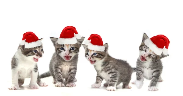 Singing Christmas Kittens Wearing Red Hat — Stock Photo, Image