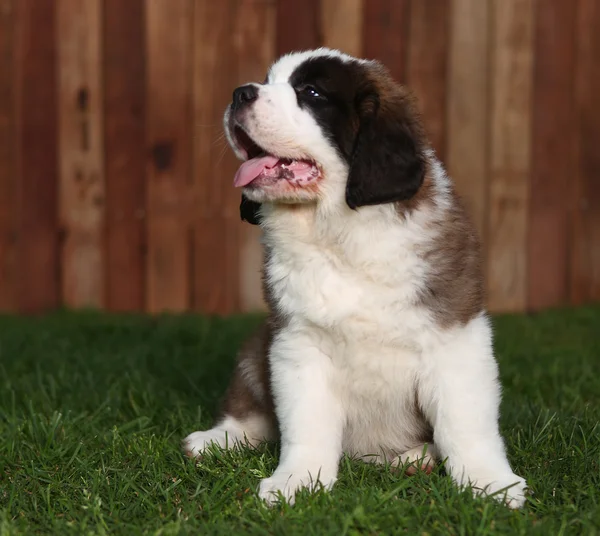 Çok güzel saint bernard yavruları — Stok fotoğraf