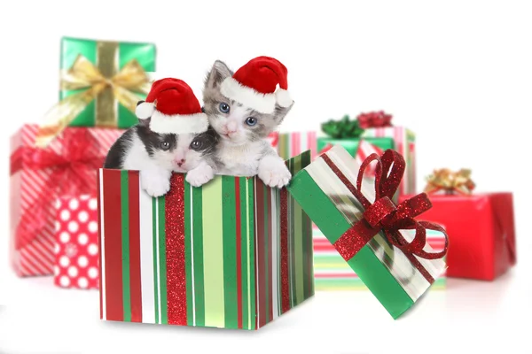 Caja de gatitos como regalo de Navidad — Foto de Stock