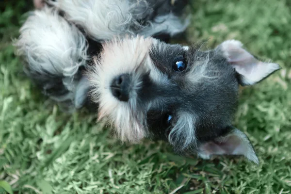 Minyatür Schnauzer köpek yavrusu açık havada — Stok fotoğraf